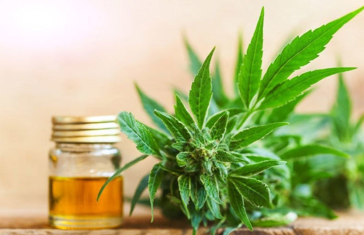 Cannabidiol Oil Guide