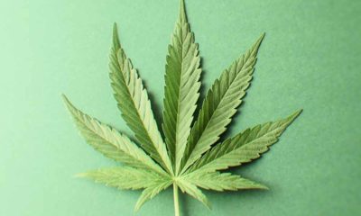 How To Grow Marijuana