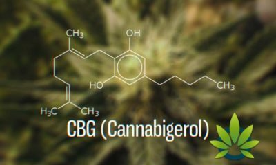 Cannabigerol (CBG): Complete User's Guide to CBG Cannabinoid and Its Health Benefits