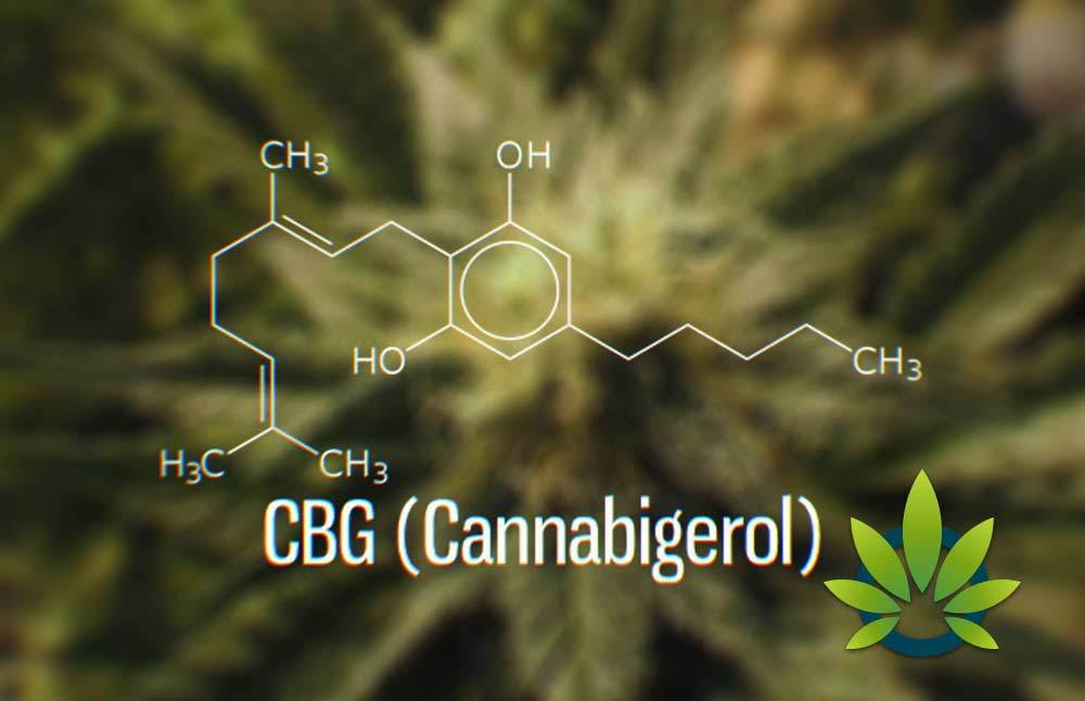 Cannabigerol (CBG): Complete User's Guide to CBG Cannabinoid and Its Health Benefits