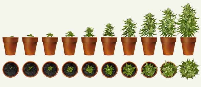 How To Grow Marijuana: A Complete Cannabis Guide To Planting ...