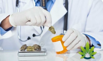 doctors perspective on cbd uses for wellness