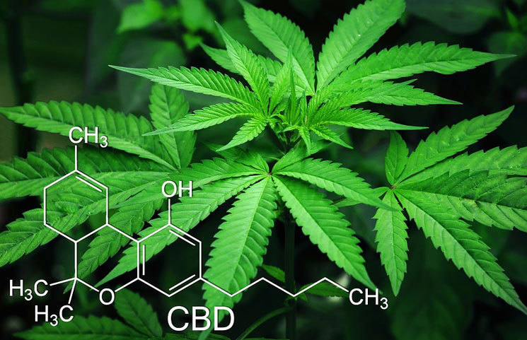 How Cannabis Compound CBD is Set to Become the New Cash Cow of Marijuana's Budding Industry