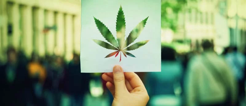 30 loại dầu CBD được xếp hạng cao nhất ở Mỹ 55 Hợp pháp hóa Cần sa