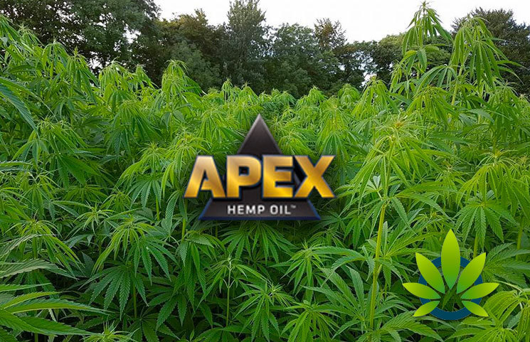 apex hemp oil