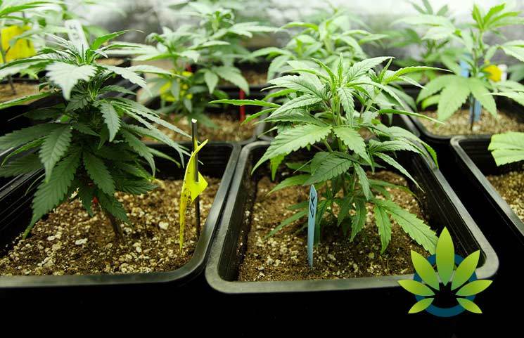 Top 5 Legal CBD Myths All Cannabidiol Users Should Know for Regulatory Purposes