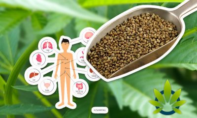 Analyzing Hemp's Naturally Versatile, Diverse and Mighty Power as the Plant of the Future