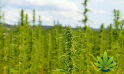 What Retail Producers Of CBD Isolates And Hemp Extracts Need To Know About Hemp CBD Products