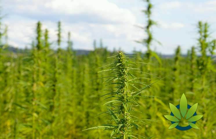 What Retail Producers Of CBD Isolates And Hemp Extracts Need To Know About Hemp CBD Products