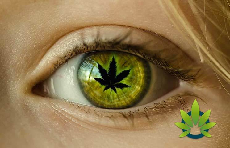 cbd for glaucoma