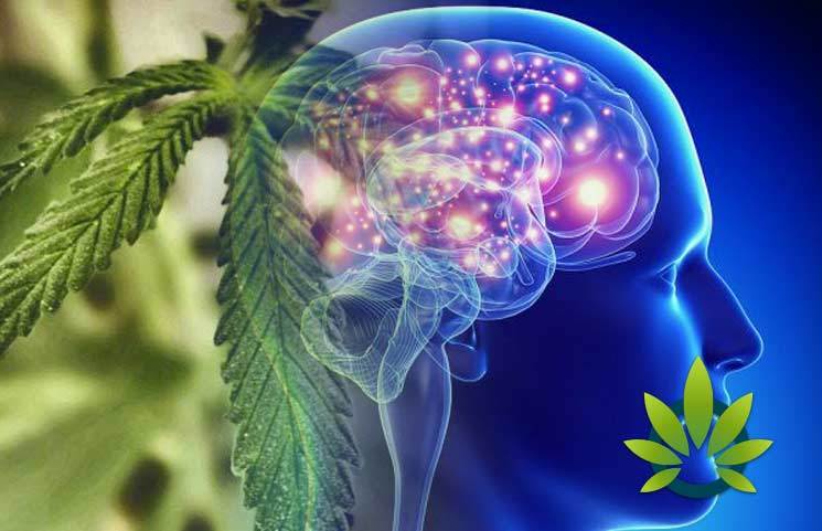 cannabis and epilepsy a 176 year old connection