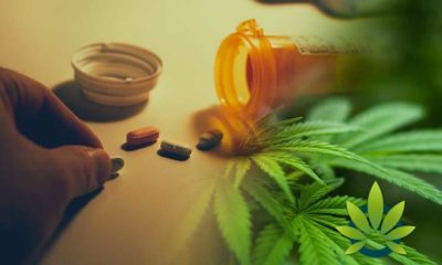Cannabis Doctor Shares How Medical Marijuana And CBD Can Help The Opiate Addiction Crisis