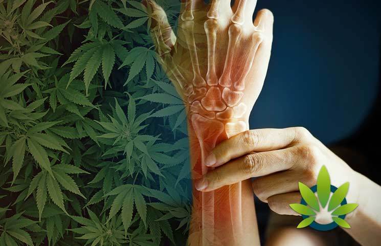 is cbd good for bone health