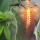 Key Cannabinoid Receptors that Play a Critical Role in Pain Relief and Inflammation Control