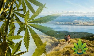 THC-Rich Cannabis Imports Approved For First Licensed Medical Cannabis Company Hikurangi In New Zealand