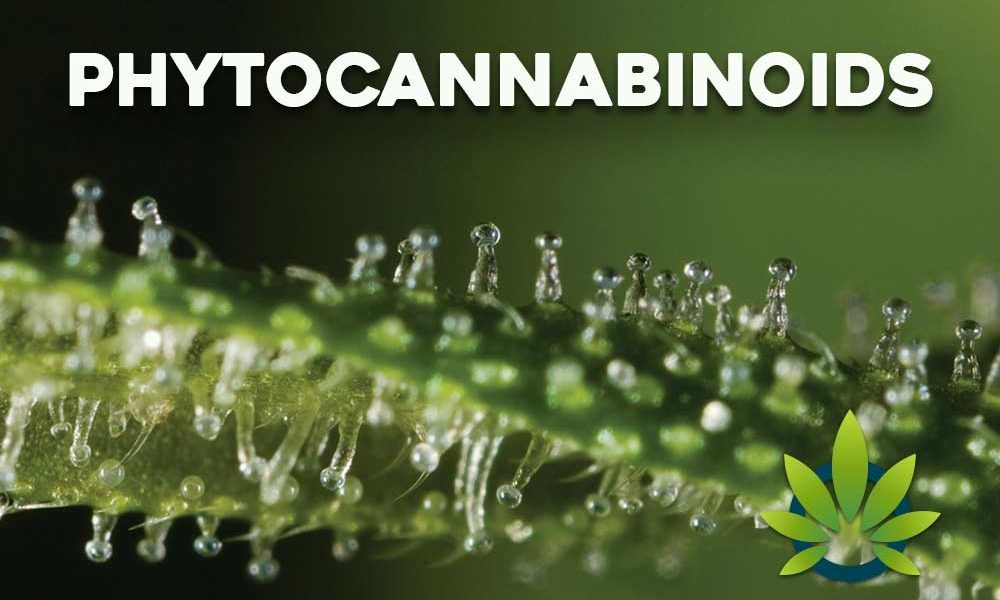 Phytocannabinoids Guide Complete List of Classes and Endocannabinoid