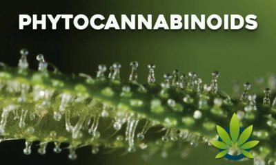 Phytocannabinoids Guide: Complete List of Classes and Endocannabinoid System (ECS) Interactions