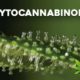 Phytocannabinoids Guide: Complete List of Classes and Endocannabinoid System (ECS) Interactions