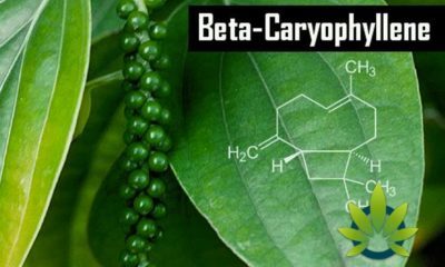 What is Beta-Caryophyllene? How BCP Benefits Work as a Terpene and Cannabinoid