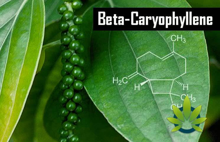 What is Beta-Caryophyllene? How BCP Benefits Work as a Terpene and Cannabinoid