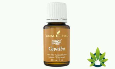 Young Living CBD Oil Product Expected To Launch Shortly As MLM And Cannabidiol Bond Grows
