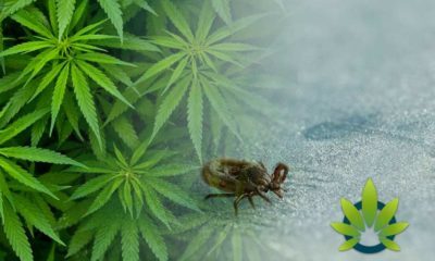 CBD for Lyme Disease