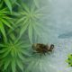 CBD for Lyme Disease