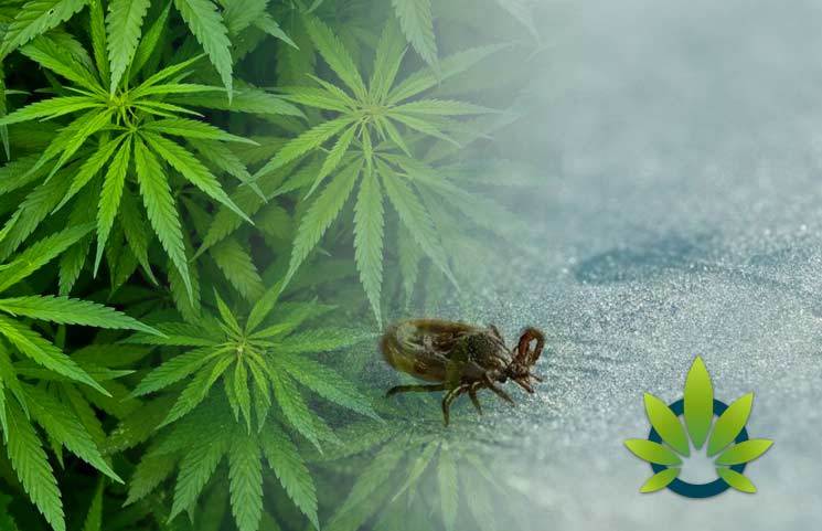 CBD for Lyme Disease