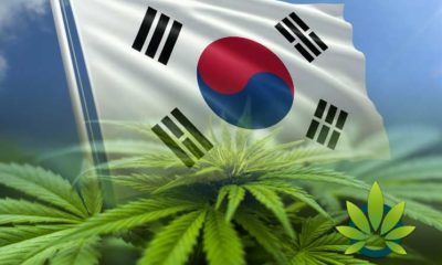 How Has South Korea's Medical Marijuana Law That Was Effective in March Gone So Far?