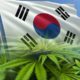 How Has South Korea's Medical Marijuana Law That Was Effective in March Gone So Far?