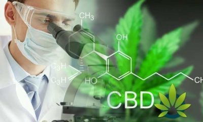 New 2019 CBD Research: This Year's Cannabidiol Developments, Research, and Publications
