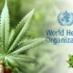 Will The World Health Organization (W.H.O.) Reclassify Cannabis?