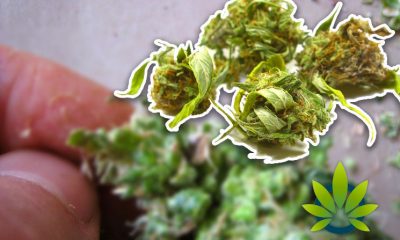 CBD Oil Buyer Beware Risks are Rising Due to Dangerous Man-Made Synthetic Cannabinoids