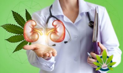 cannabis for kidney disease