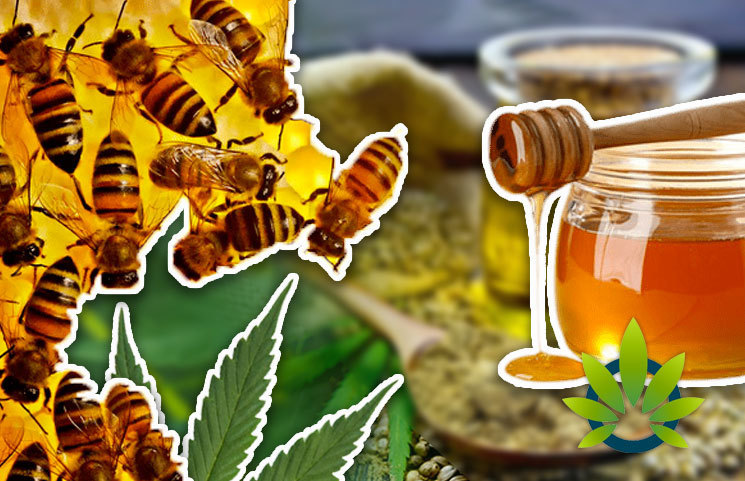 Father in Need Motivates Young Beekeeper to Create Happy Organics CBD-Infused Honey Products