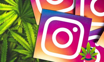 Five Follow-Worthy Cannabis Channels on Instagram Focusing on All Things Medical Marijuana