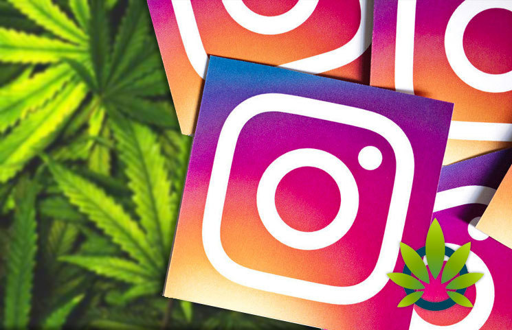 Five Follow-Worthy Cannabis Channels on Instagram Focusing on All Things Medical Marijuana