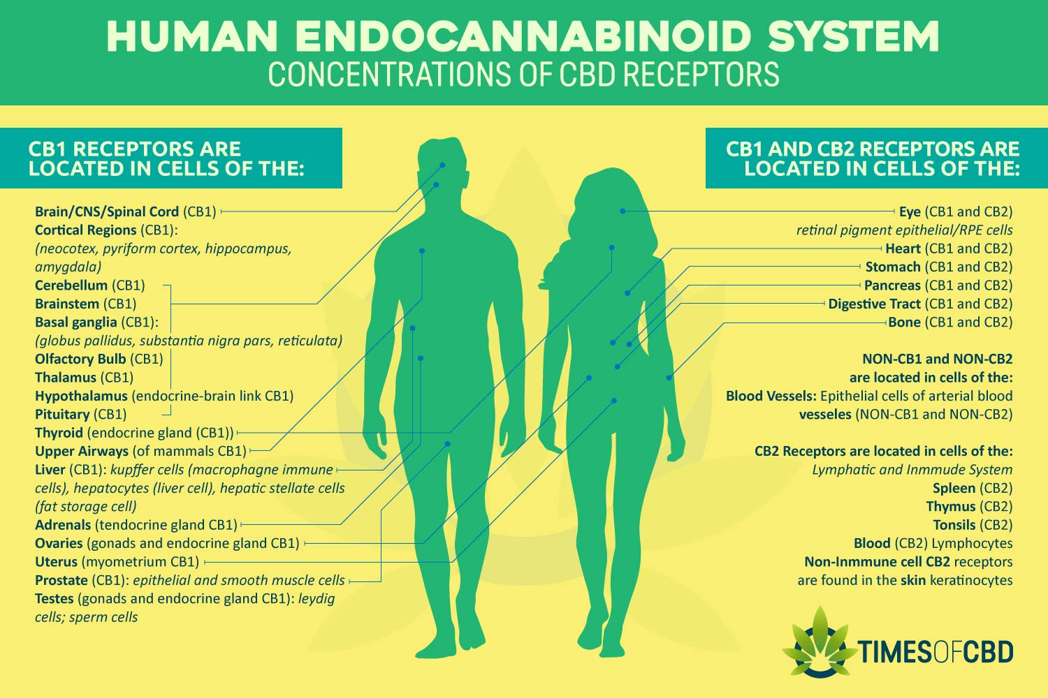 Human Endocannabinoid System