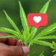 Hemp is Setting the Stage to Become the Darling of the Plant World For Its Multi-Purpose Use Cases