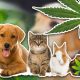 [VIDEO] Watch a New Pets and Pot Video to See Why CBD Oil is Helping Animals with Ailments