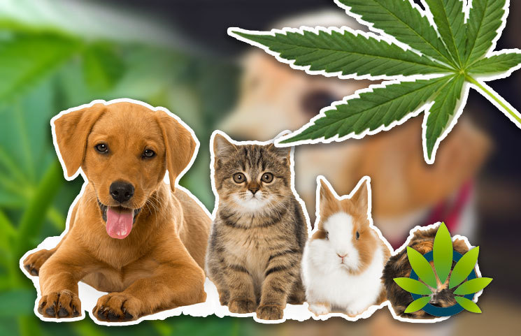 [VIDEO] Watch a New Pets and Pot Video to See Why CBD Oil is Helping Animals with Ailments