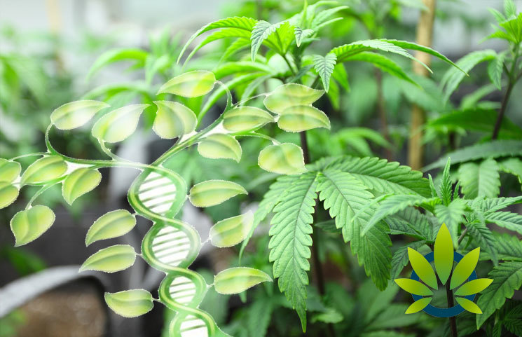 Washington State University Shares Genetic Analysis of Cannabis in Latest Study Research