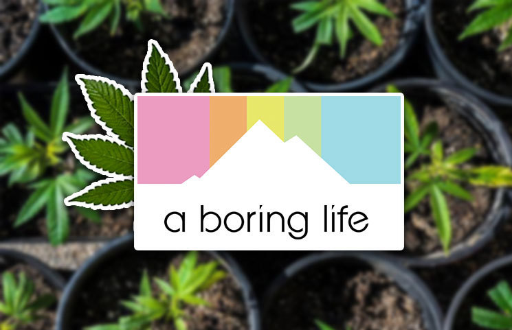 A Boring Life (Formerly Hip Chick Farms) Goes From Frozen Chicken Brand to CBD Snack Market