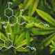 CBD's Entourage Effect is Real: The Importance of Knowing the All Active Cannabis Compounds