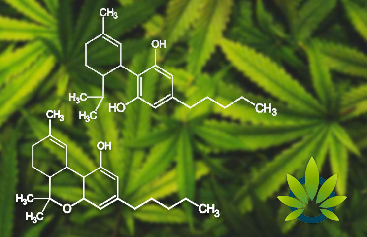 CBD's Entourage Effect is Real: The Importance of Knowing the All Active Cannabis Compounds