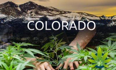 Cannabis Legalization Induces a Positive Effect on Colorado’s Economy