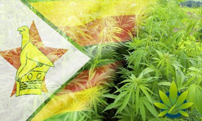 Cannabis to Soon be Legally Cultivated in Zimbabwe Prisons and Correctional Services