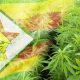 Cannabis to Soon be Legally Cultivated in Zimbabwe Prisons and Correctional Services