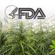 FDA Still Unsettled About CBD, Cites Dosing Amounts and Medical Interactions as Biggest Questions
