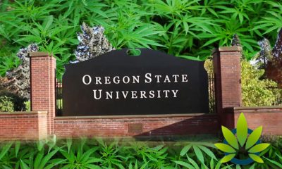 New Global Hemp Innovation Center by Oregon State University Will Be Nation's Largest Research Hub